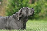 CANE CORSO 1304
